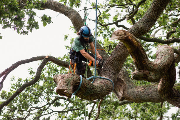 Best Leaf Removal  in Spotswood, NJ