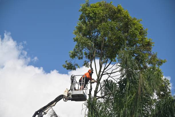 Best Stump Grinding and Removal  in Spotswood, NJ