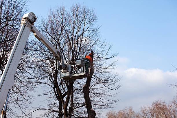 Leaf Removal in Spotswood, NJ