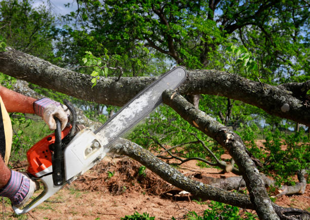 Spotswood, NJ Tree Removal Services Company